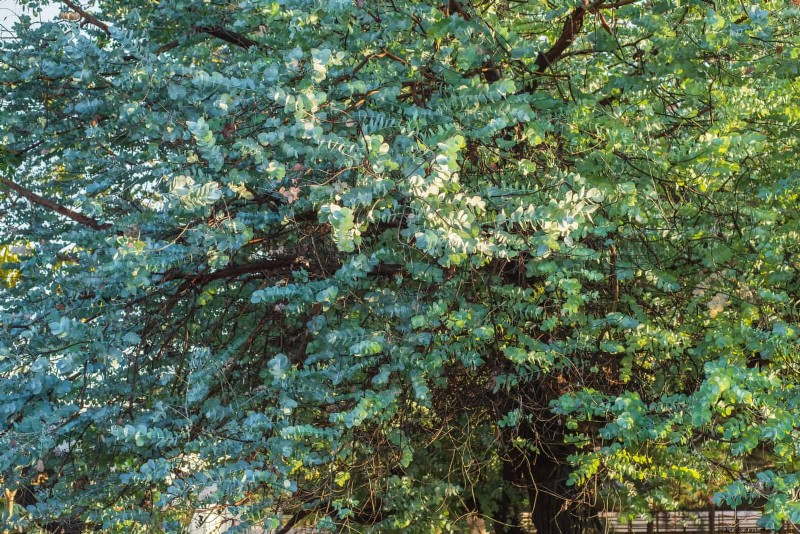 25 fleurs nécessitant peu d’entretien qui calment instantanément n’importe quel espace