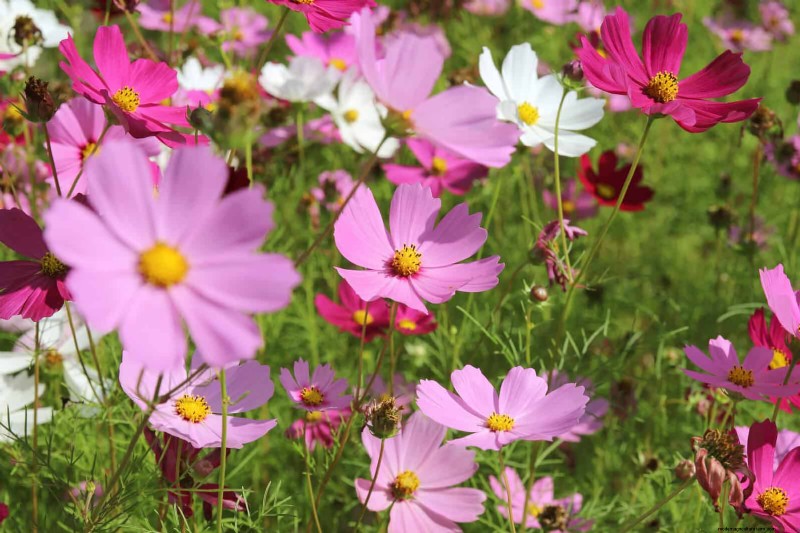 25 fleurs nécessitant peu d’entretien qui calment instantanément n’importe quel espace