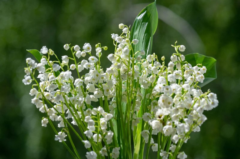 25 fleurs nécessitant peu d’entretien qui calment instantanément n’importe quel espace