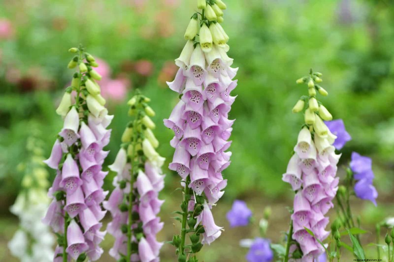 25 fleurs nécessitant peu d’entretien qui calment instantanément n’importe quel espace