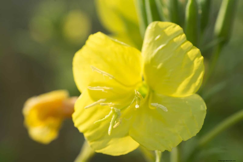 25 fleurs nécessitant peu d’entretien qui calment instantanément n’importe quel espace