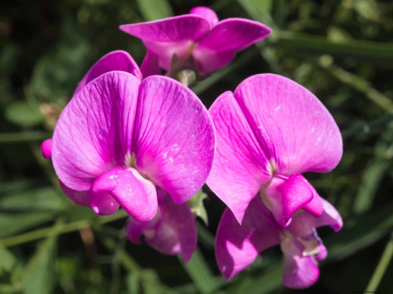 25 fleurs nécessitant peu d’entretien qui calment instantanément n’importe quel espace