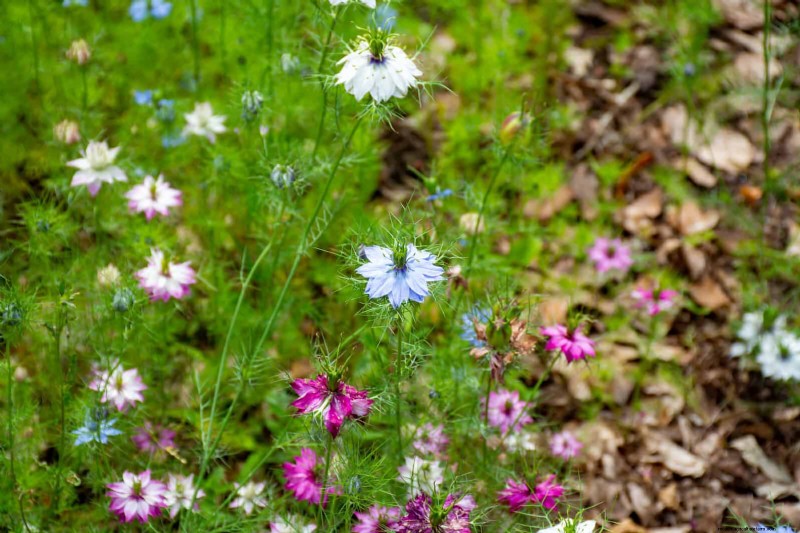 25 fleurs nécessitant peu d’entretien qui calment instantanément n’importe quel espace