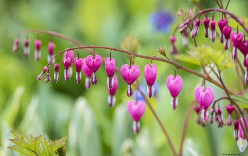 25 fleurs nécessitant peu d’entretien qui calment instantanément n’importe quel espace