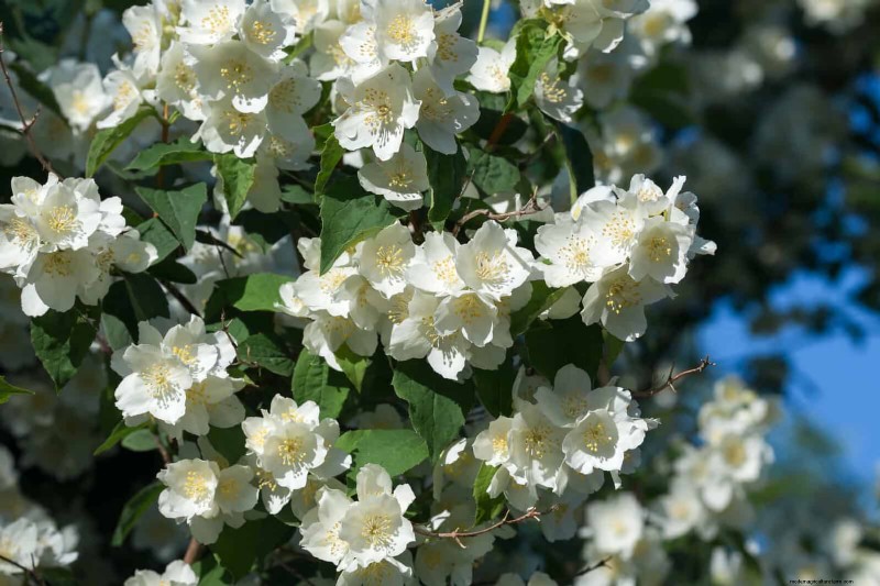 25 fleurs nécessitant peu d’entretien qui calment instantanément n’importe quel espace