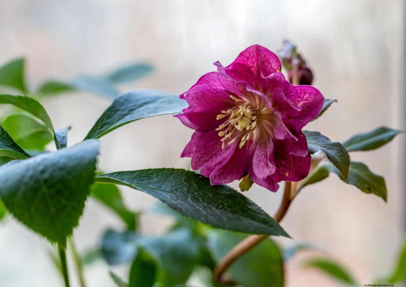25 fleurs nécessitant peu d’entretien qui calment instantanément n’importe quel espace