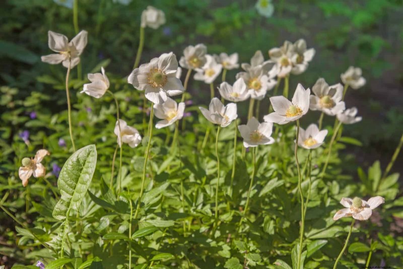 25 fleurs nécessitant peu d’entretien qui calment instantanément n’importe quel espace