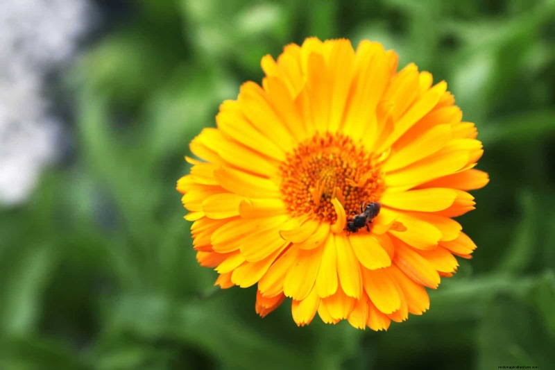 25 fleurs nécessitant peu d’entretien qui calment instantanément n’importe quel espace