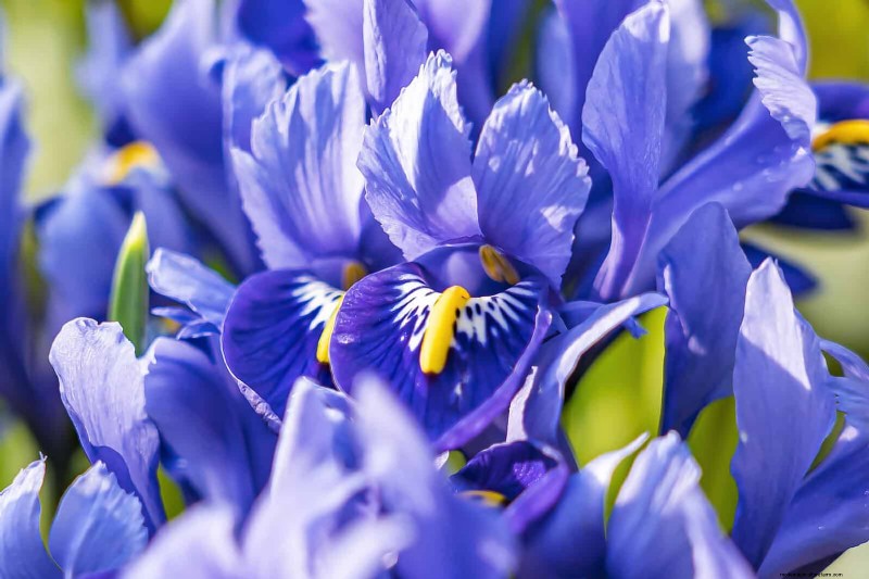 25 fleurs nécessitant peu d’entretien qui calment instantanément n’importe quel espace