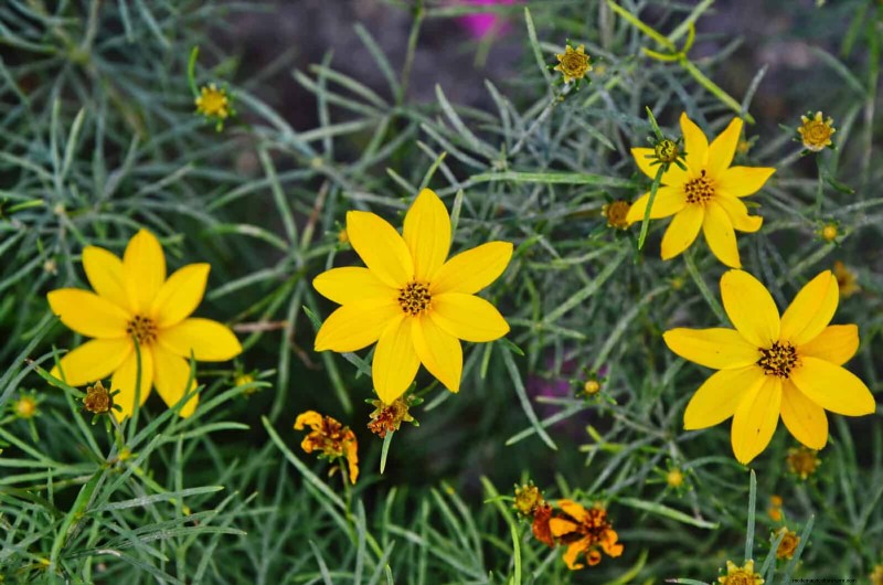 25 fleurs nécessitant peu d’entretien qui calment instantanément n’importe quel espace