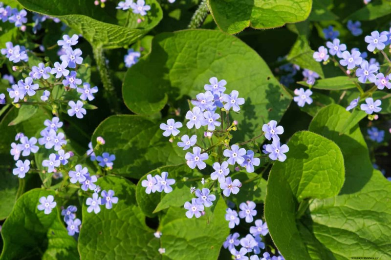 25 fleurs nécessitant peu d’entretien qui calment instantanément n’importe quel espace