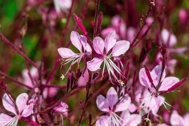 25 fleurs nécessitant peu d’entretien qui calment instantanément n’importe quel espace