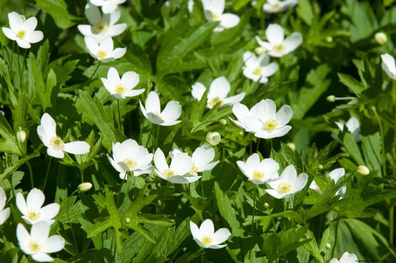 25 fleurs nécessitant peu d’entretien qui calment instantanément n’importe quel espace