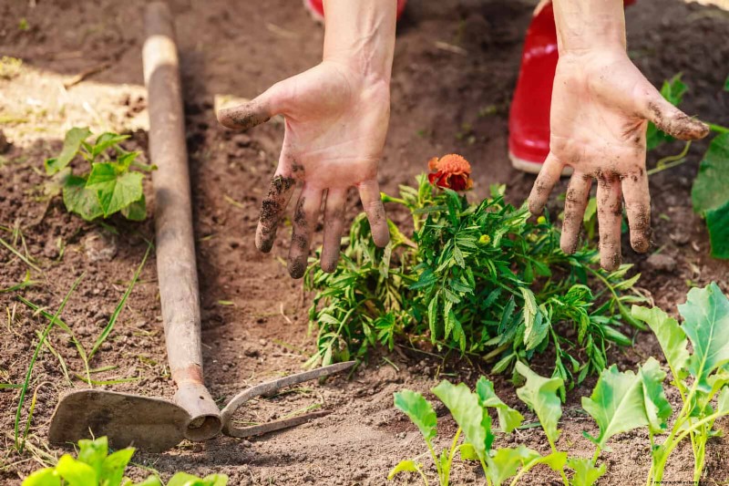 22 signes clairs que votre sol retarde la croissance des fleurs 