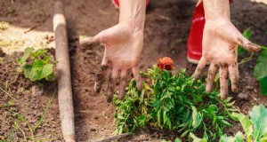 22 klare Anzeichen dafür, dass Ihr Boden das Blumenwachstum hemmt 