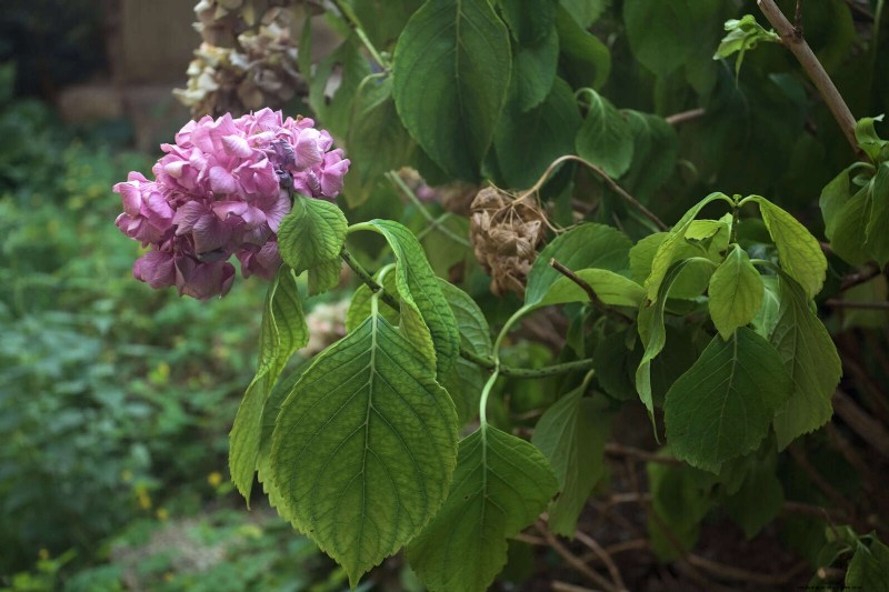 22 signes clairs que votre sol retarde la croissance des fleurs 