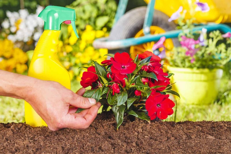 22 signes clairs que votre sol retarde la croissance des fleurs 