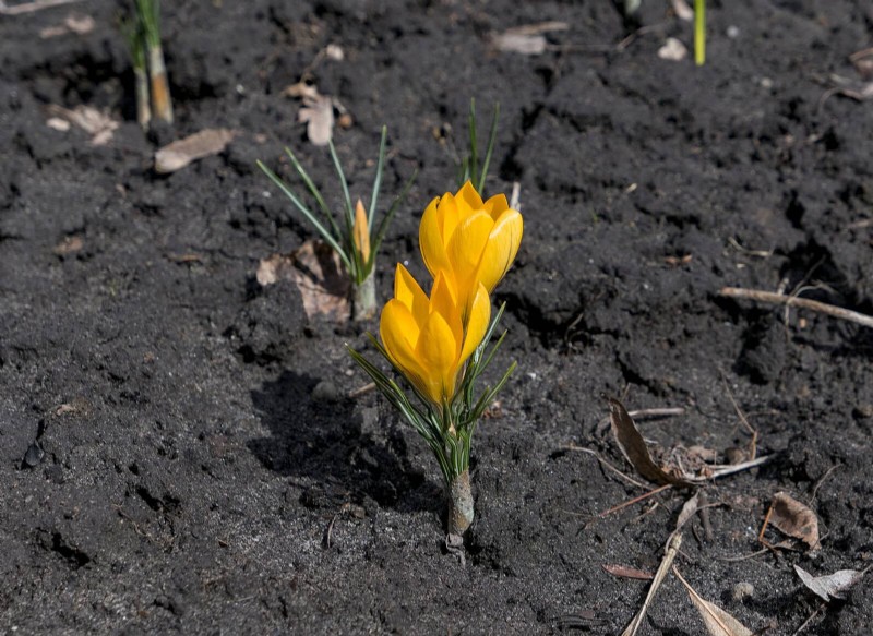 22 signes clairs que votre sol retarde la croissance des fleurs 