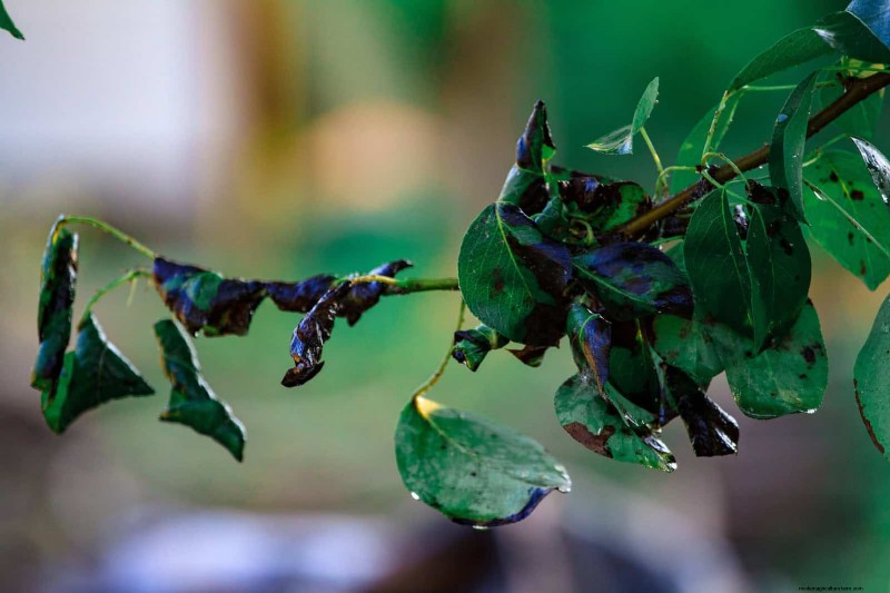 22 signes clairs que votre sol retarde la croissance des fleurs 