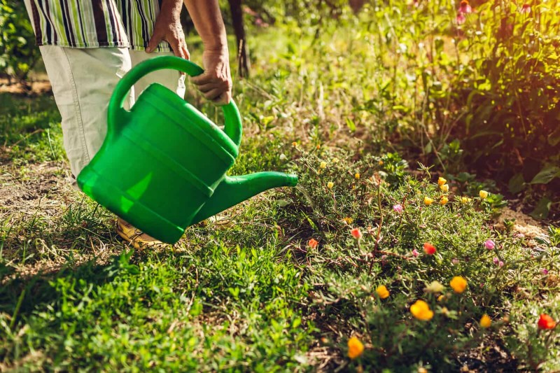 22 signes clairs que votre sol retarde la croissance des fleurs 