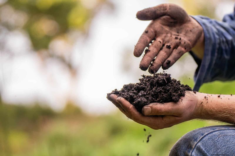 22 signes clairs que votre sol retarde la croissance des fleurs 