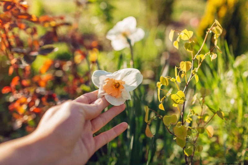 22 signes clairs que votre sol retarde la croissance des fleurs 