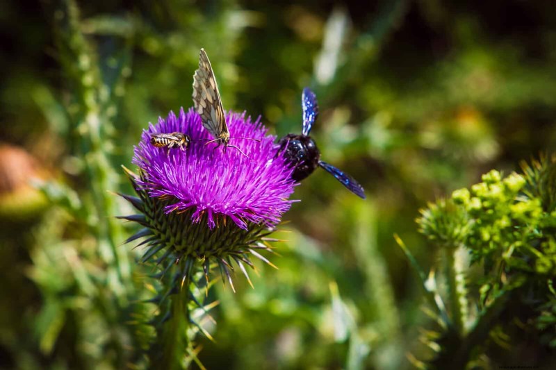 22 signes clairs que votre sol retarde la croissance des fleurs 