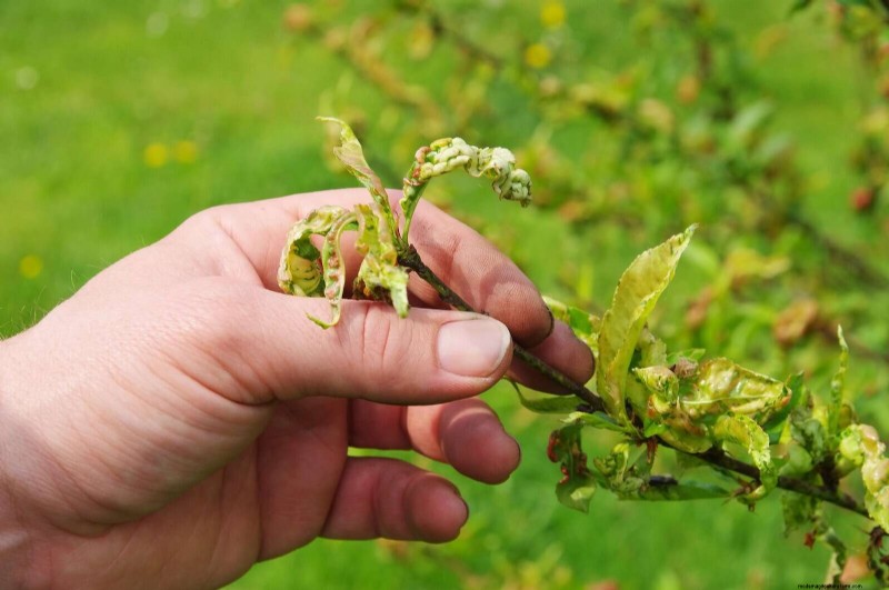 22 signes clairs que votre sol retarde la croissance des fleurs 