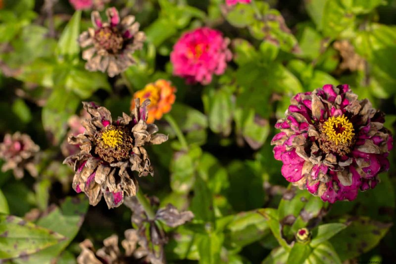 22 signes clairs que votre sol retarde la croissance des fleurs 