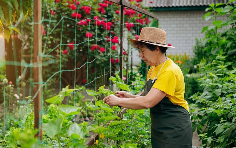 Guide expert sur la formation des vignes grimpantes et rampantes :techniques simples pour des jardins luxuriants et structurés 