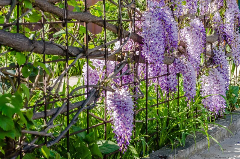 Guide expert sur la formation des vignes grimpantes et rampantes :techniques simples pour des jardins luxuriants et structurés 