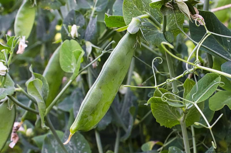Guide expert sur la formation des vignes grimpantes et rampantes :techniques simples pour des jardins luxuriants et structurés 