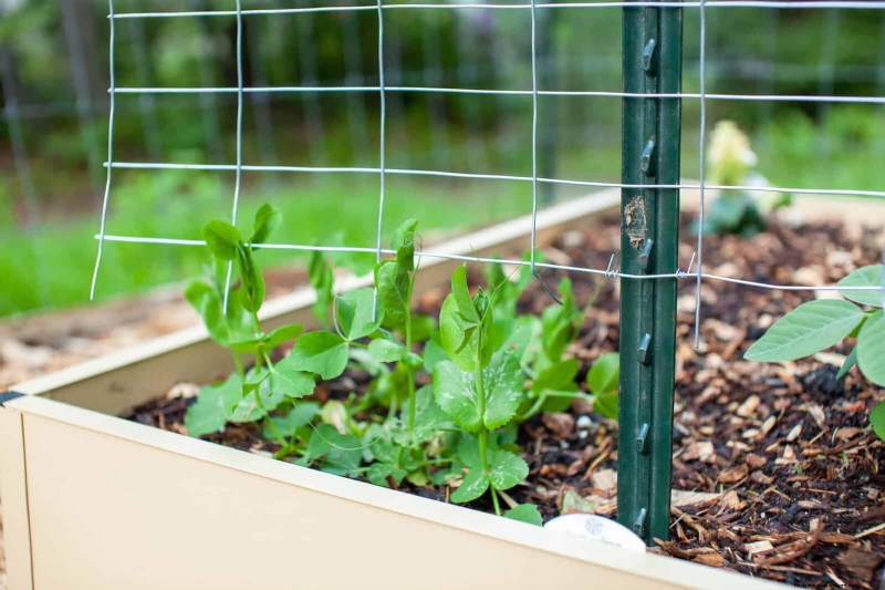 Guide expert sur la formation des vignes grimpantes et rampantes :techniques simples pour des jardins luxuriants et structurés 