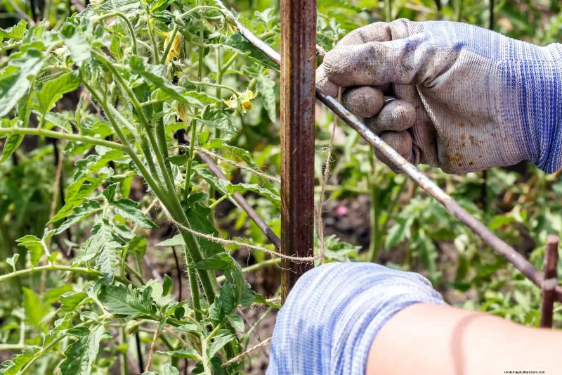 Guide expert sur la formation des vignes grimpantes et rampantes :techniques simples pour des jardins luxuriants et structurés 