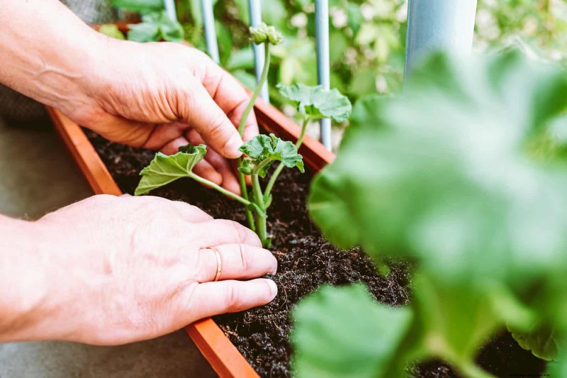 Guide expert sur la formation des vignes grimpantes et rampantes :techniques simples pour des jardins luxuriants et structurés 