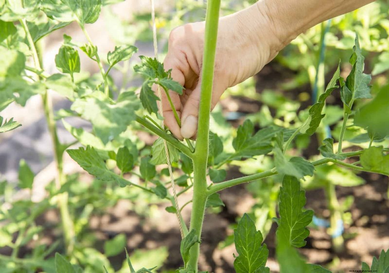 Guide expert sur la formation des vignes grimpantes et rampantes :techniques simples pour des jardins luxuriants et structurés 