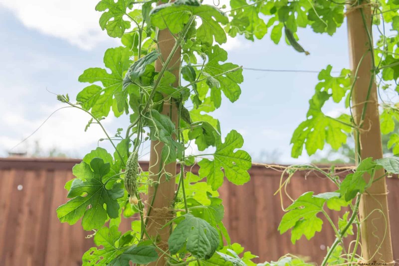 Guide expert sur la formation des vignes grimpantes et rampantes :techniques simples pour des jardins luxuriants et structurés 