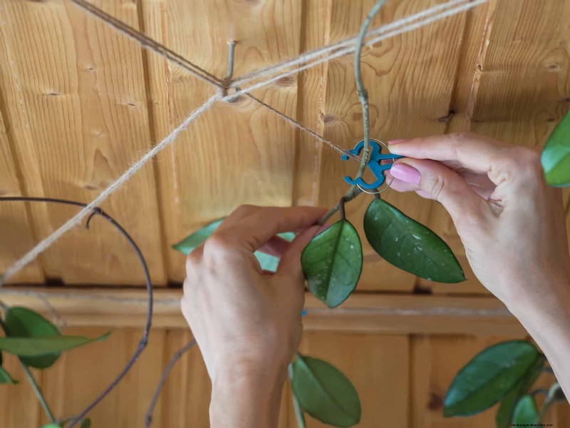 Guide expert sur la formation des vignes grimpantes et rampantes :techniques simples pour des jardins luxuriants et structurés 