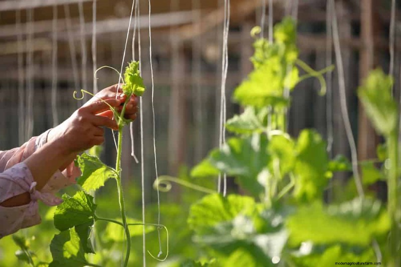 Guide expert sur la formation des vignes grimpantes et rampantes :techniques simples pour des jardins luxuriants et structurés 