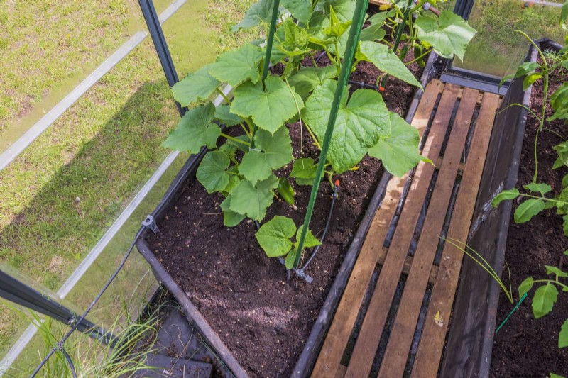 Guide expert sur la formation des vignes grimpantes et rampantes :techniques simples pour des jardins luxuriants et structurés 