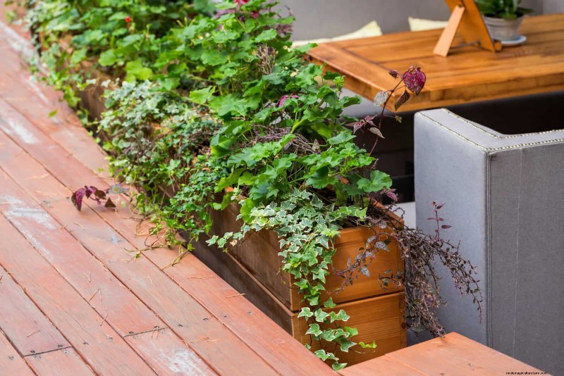 Guide expert sur la formation des vignes grimpantes et rampantes :techniques simples pour des jardins luxuriants et structurés 