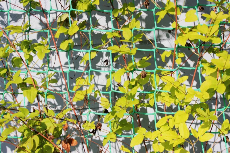 Guide expert sur la formation des vignes grimpantes et rampantes :techniques simples pour des jardins luxuriants et structurés 