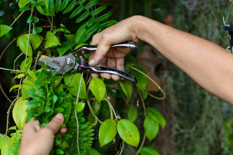 Guide expert sur la formation des vignes grimpantes et rampantes :techniques simples pour des jardins luxuriants et structurés 