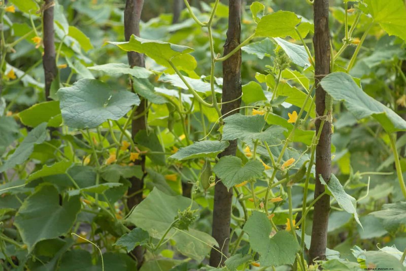 Guide expert sur la formation des vignes grimpantes et rampantes :techniques simples pour des jardins luxuriants et structurés 