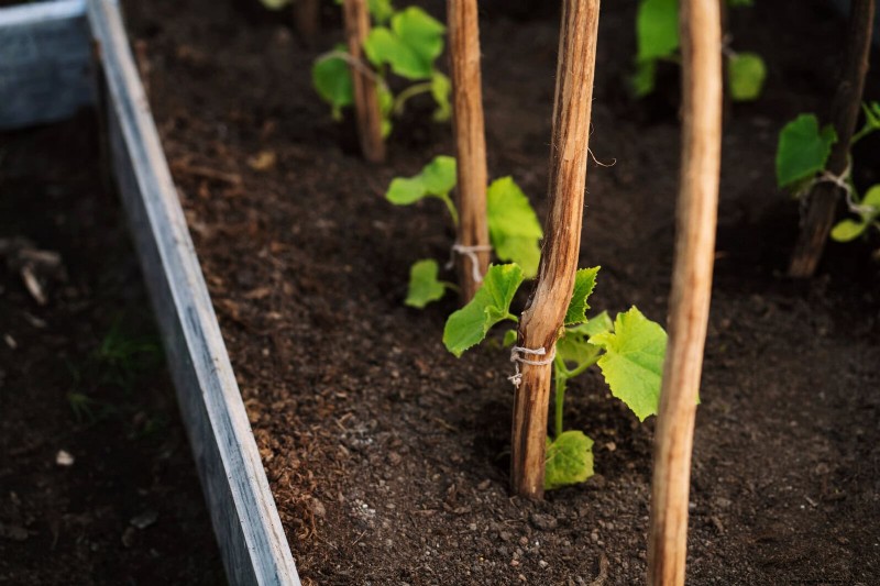 Guide expert sur la formation des vignes grimpantes et rampantes :techniques simples pour des jardins luxuriants et structurés 