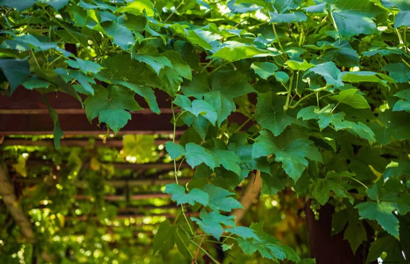 Guide expert sur la formation des vignes grimpantes et rampantes :techniques simples pour des jardins luxuriants et structurés 