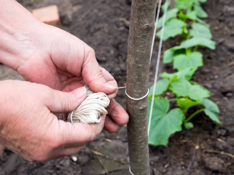 Guide expert sur la formation des vignes grimpantes et rampantes :techniques simples pour des jardins luxuriants et structurés 