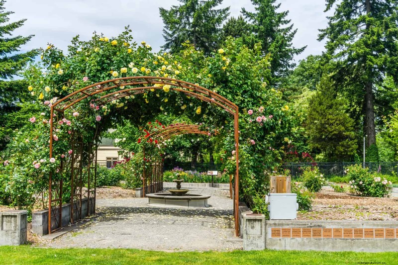 Guide expert sur la formation des vignes grimpantes et rampantes :techniques simples pour des jardins luxuriants et structurés 