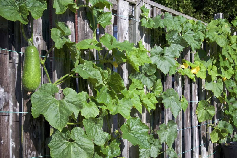 Guide expert sur la formation des vignes grimpantes et rampantes :techniques simples pour des jardins luxuriants et structurés 