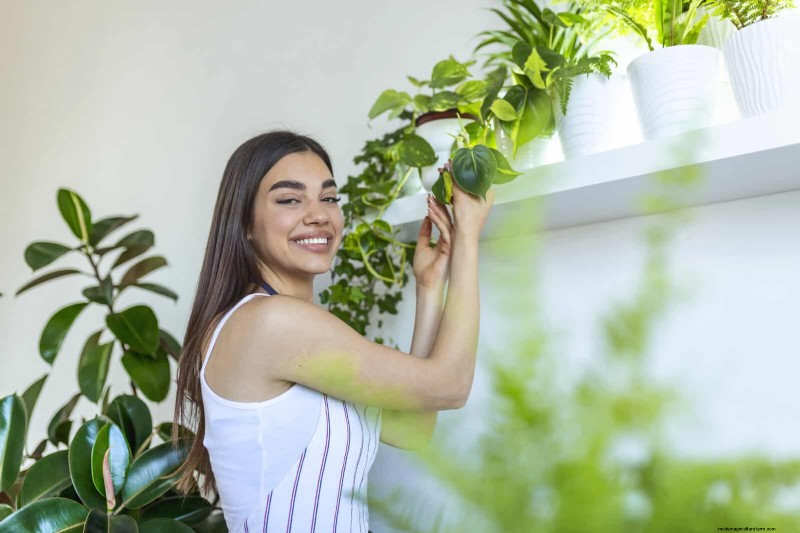 Guide expert sur la formation des vignes grimpantes et rampantes :techniques simples pour des jardins luxuriants et structurés 